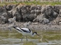 Kluut_208325