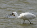 Lepelaar_208431