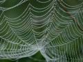 21-DSC06446-Spinnenweb.