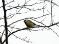 22-DSC08011-Koolmees.