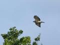 10-DSC05948-
