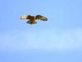 12-DSC06444-