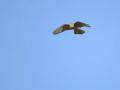 13-DSC06452-ld.