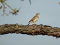 17-DSC06526-