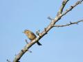 21-DSC06767-