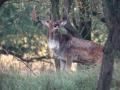 26-DSC07470-