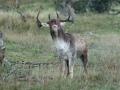 33-DSC07861-