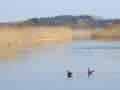 DSC07063 Grauwe Gans.