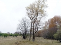 DSC07649 Palmveld