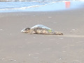 Grijze-zeehond