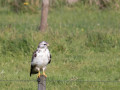 788A7935-