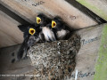 D6S_9737_Boerenzwaluw_nest-met-jongen
