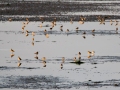 548A7226a-Goudplevieren-op-het-wad