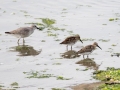 548A7690a-Kanoet-en-Bonte-Strandlopers