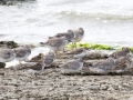 548A7733a-Kanoeten-en-Bonte-Strandlopers