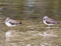 548A7812a-Groenpootruiters