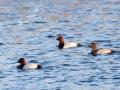 548A5043b-Tafeleenden