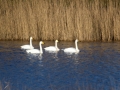 _MG_8055a