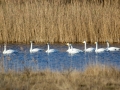_MG_8062a