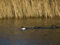 _MG_8066aa