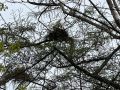 Lepelaar-op-nest