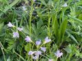 Pinksterbloem