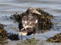 Eider