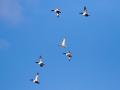 548A0747a-
