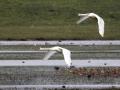 548A0777a-