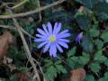 Blauwe-bosanemoon-2023-03-18-Abcoude-4E8A7348