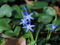 Oosterse-sterhyacint-2023-03-18-Abcoude-4E8A7337