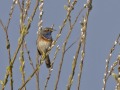 Blauwborst_2