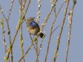 Blauwborst_3