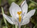Krokus
