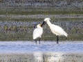 lepelaar_1_205724