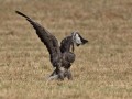 Buizerd2