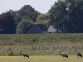 Kraanvogels