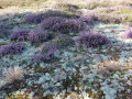 11-DSC07059-