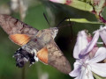 29-DSC06304-