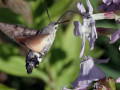 30-DSC06552