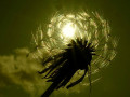 43-DSC07171-