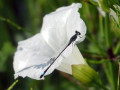 49-DSC07375-
