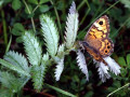 52-DSC07387-