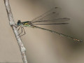 53-DSC07704-