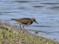 Oeverloper_208728