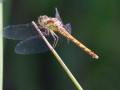 22-DSC02590-Bruine-heidelibel.
