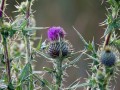 23-DSC02685-Speerdistel.