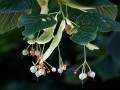 29-DSC02757-Prunus.