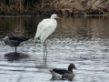 10-DSC06766-Grote-Zilverreiger.
