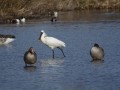 12-DSC06717-Lepelaar